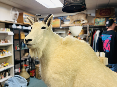 JustTheThing30_Goat.png